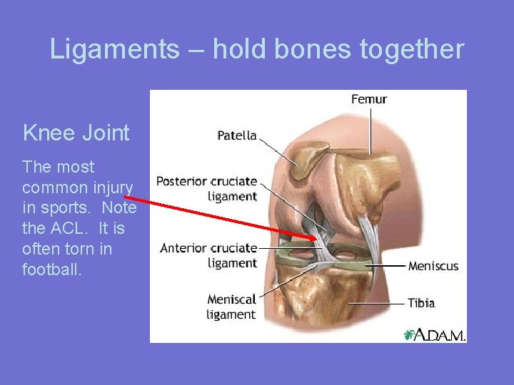 Ligaments – hold bones together Knee Joint The most common injury in sports. Note