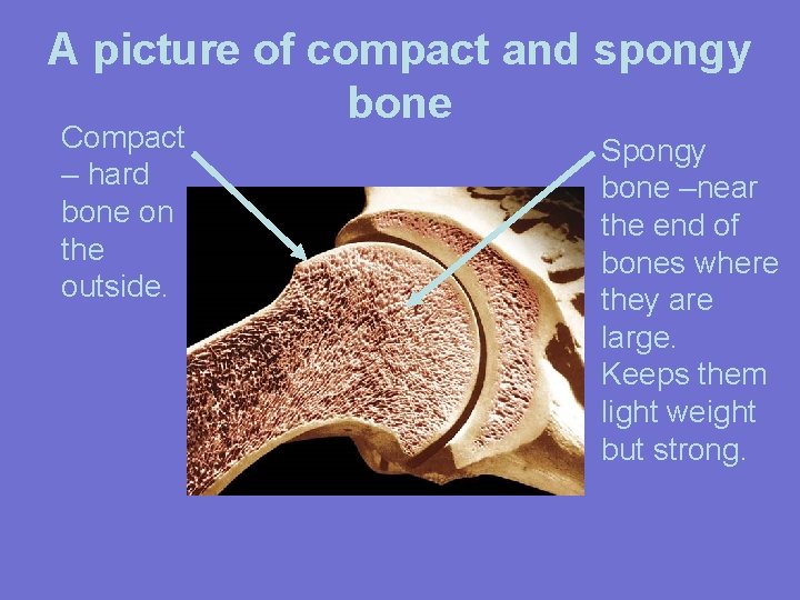 A picture of compact and spongy bone Compact – hard bone on the outside.