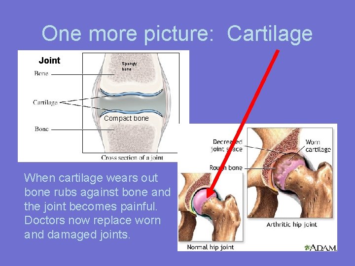One more picture: Cartilage Joint Spongy bone Compact bone When cartilage wears out bone