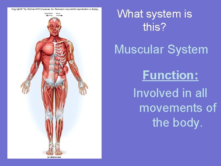 What system is this? Muscular System Function: Involved in all movements of the body.