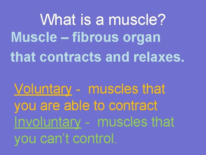 What is a muscle? Muscle – fibrous organ that contracts and relaxes. Voluntary -