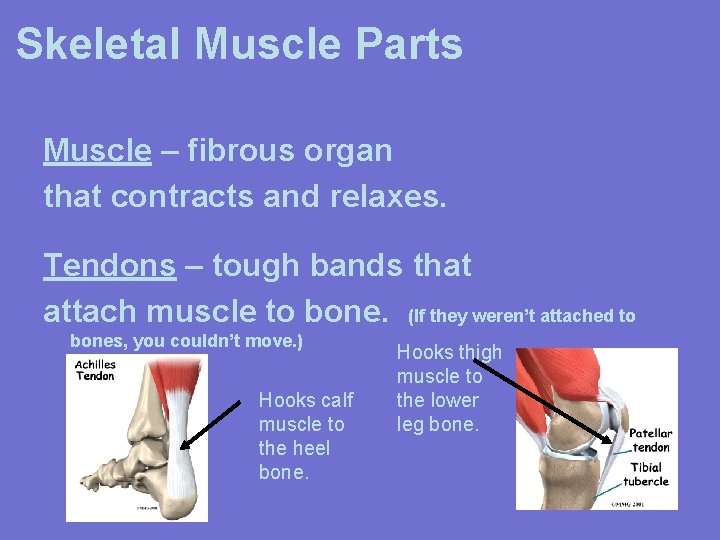Skeletal Muscle Parts Muscle – fibrous organ that contracts and relaxes. Tendons – tough