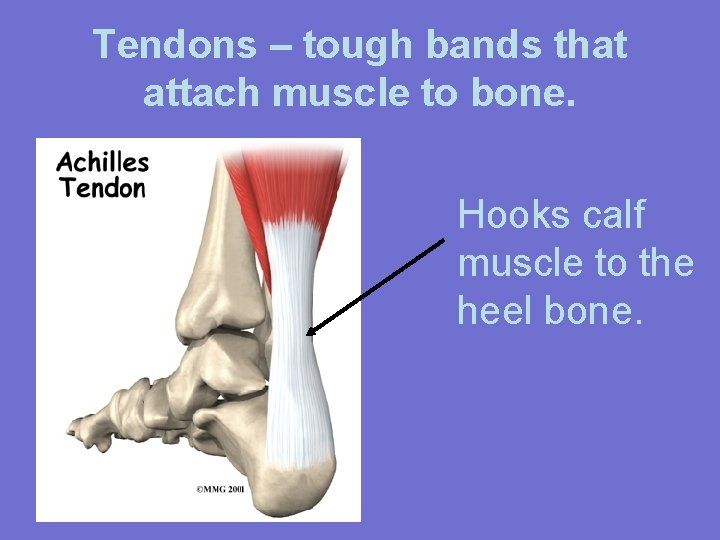 Tendons – tough bands that attach muscle to bone. Hooks calf muscle to the