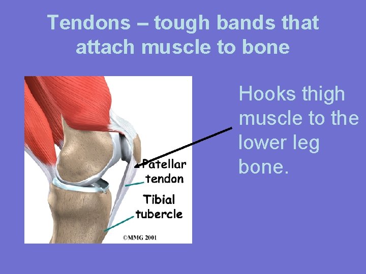 Tendons – tough bands that attach muscle to bone Hooks thigh muscle to the