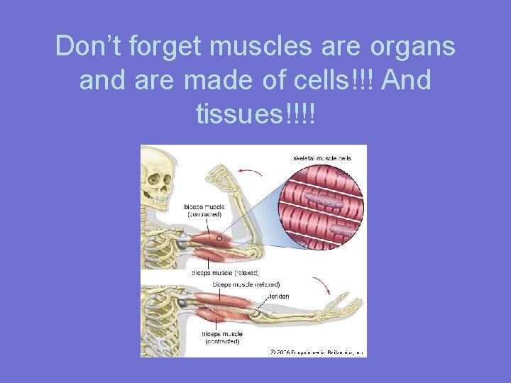 Don’t forget muscles are organs and are made of cells!!! And tissues!!!! 
