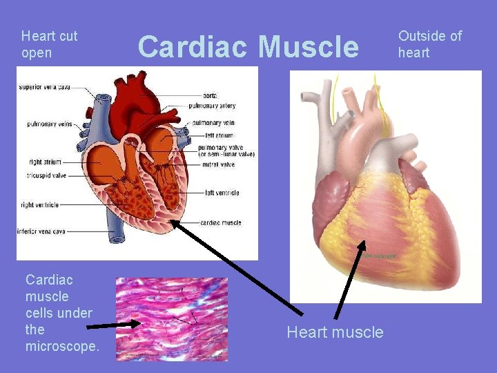 Heart cut open Cardiac muscle cells under the microscope. Cardiac Muscle Heart muscle Outside