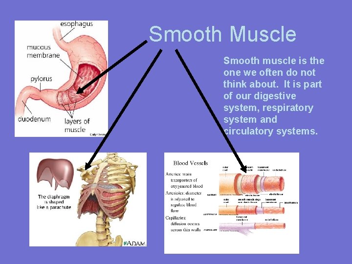 Smooth Muscle Smooth muscle is the one we often do not think about. It