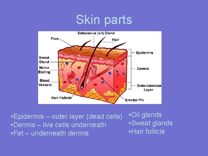 Skin parts • Epidermis – outer layer (dead cells) • Oil glands • Sweat
