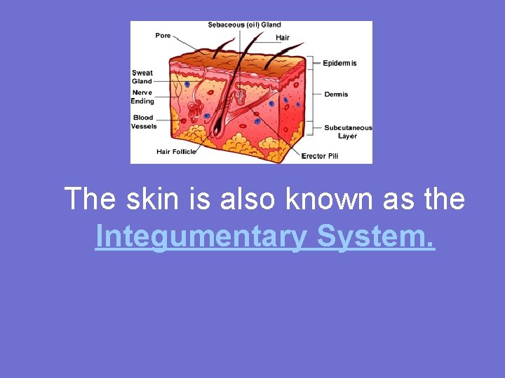 The skin is also known as the Integumentary System. 