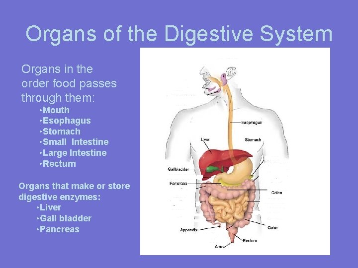 Organs of the Digestive System Organs in the order food passes through them: •