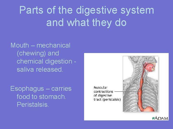 Parts of the digestive system and what they do Mouth – mechanical (chewing) and