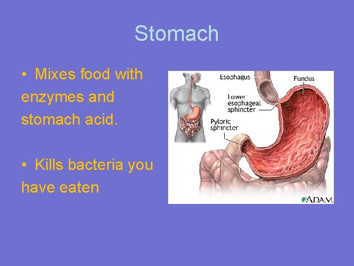 Stomach • Mixes food with enzymes and stomach acid. • Kills bacteria you have