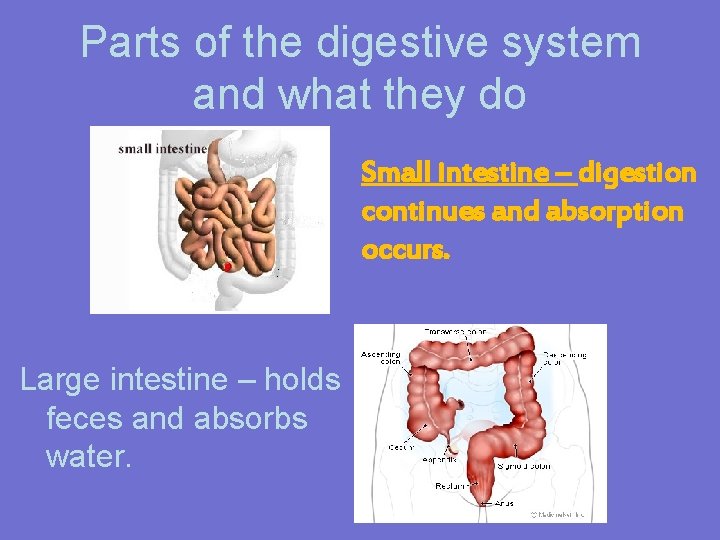 Parts of the digestive system and what they do Small intestine – digestion continues