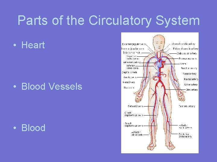 Parts of the Circulatory System • Heart • Blood Vessels • Blood 
