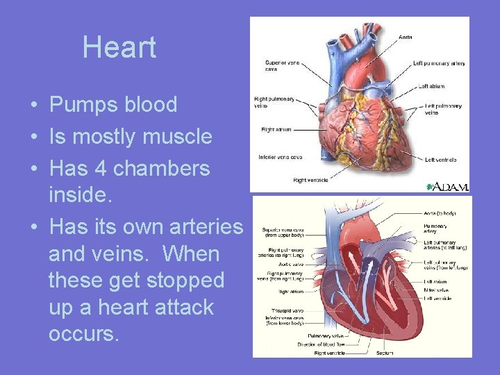 Heart • Pumps blood • Is mostly muscle • Has 4 chambers inside. •