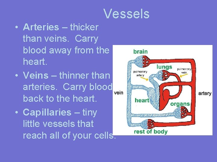 Vessels • Arteries – thicker than veins. Carry blood away from the heart. •