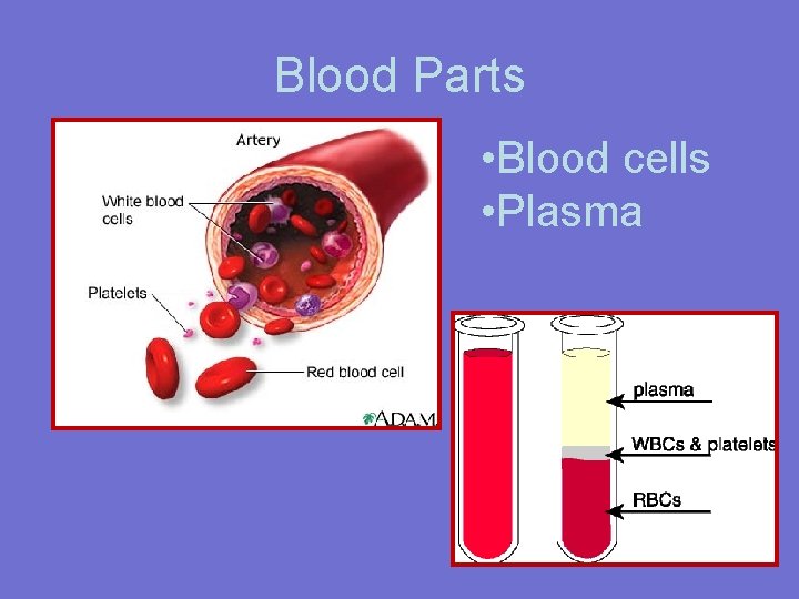 Blood Parts • Blood cells • Plasma 