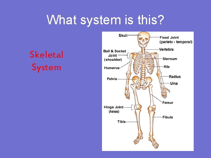 What system is this? Skeletal System 