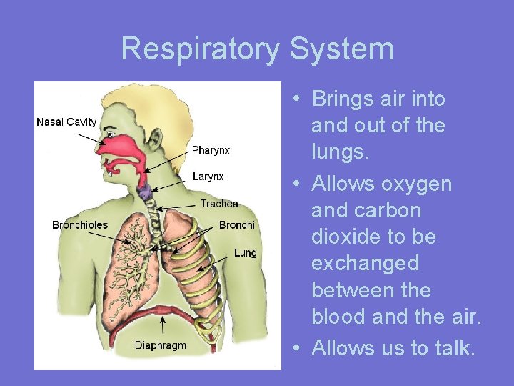 Respiratory System • Brings air into and out of the lungs. • Allows oxygen