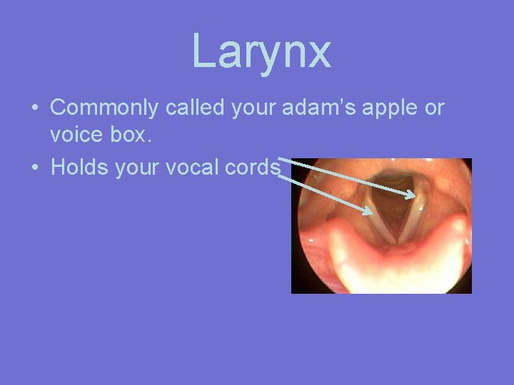 Larynx • Commonly called your adam’s apple or voice box. • Holds your vocal