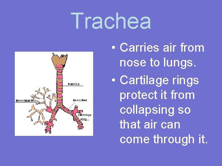 Trachea • Carries air from nose to lungs. • Cartilage rings protect it from