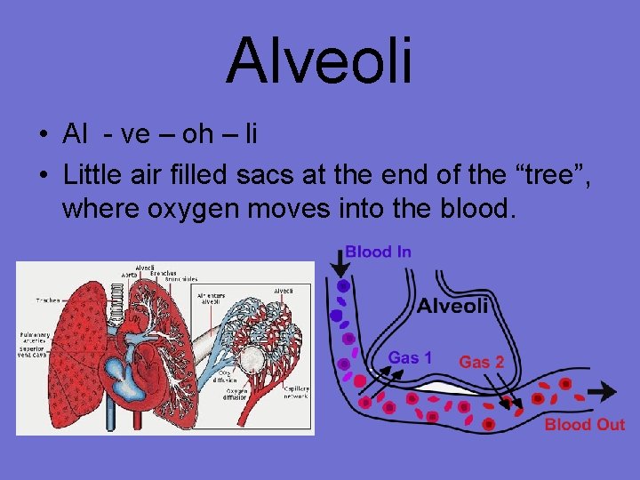 Alveoli • Al - ve – oh – li • Little air filled sacs