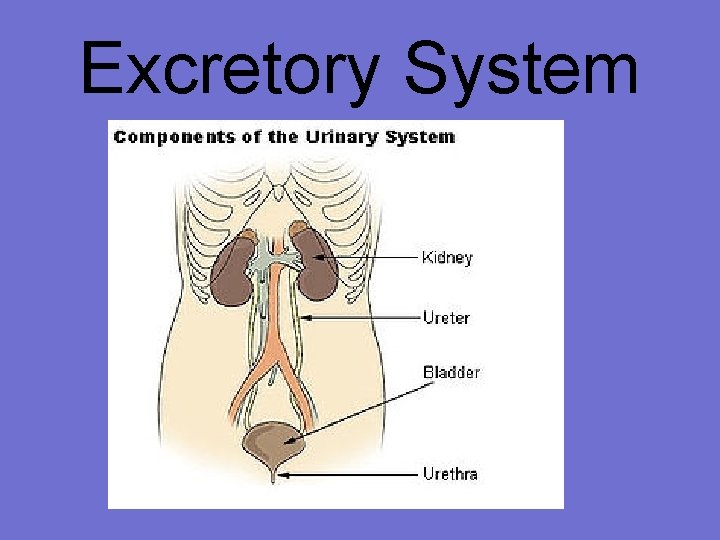 Excretory System 