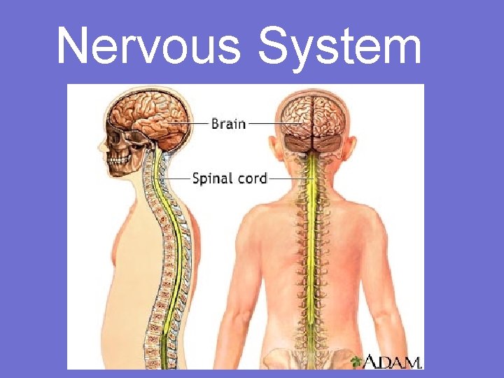 Nervous System 