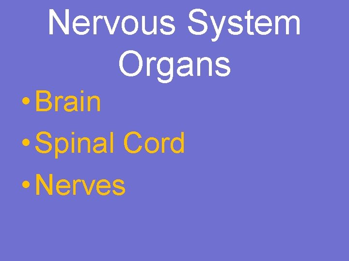 Nervous System Organs • Brain • Spinal Cord • Nerves 