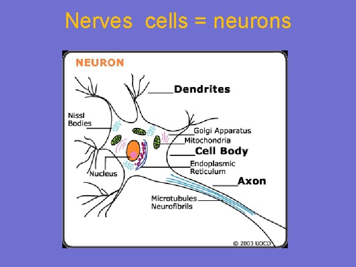 Nerves cells = neurons 