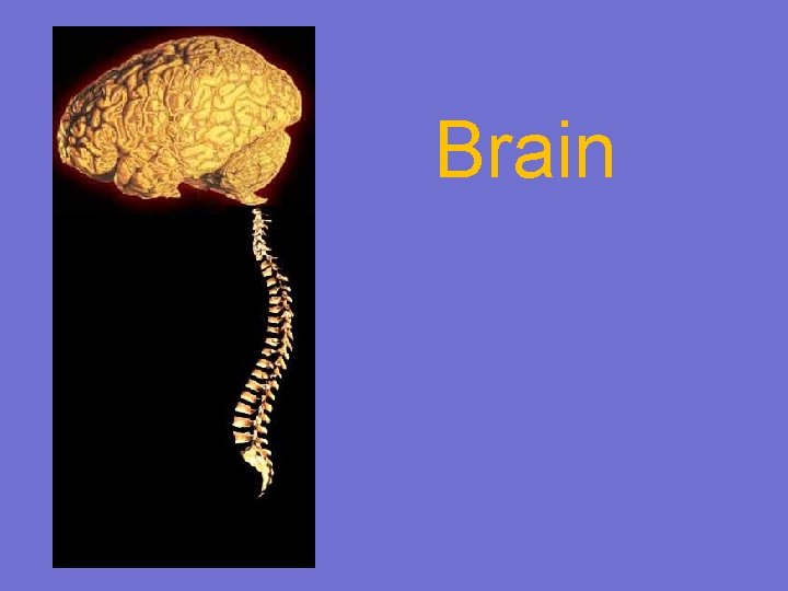 Brain 