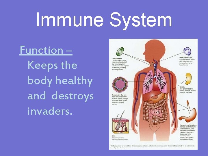 Immune System Function – Keeps the body healthy and destroys invaders. 