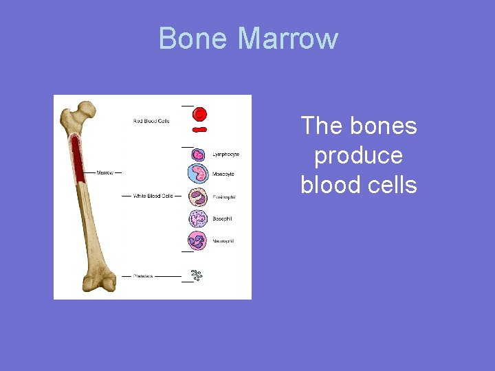 Bone Marrow The bones produce blood cells 