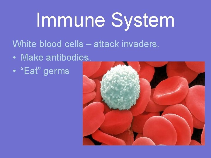 Immune System White blood cells – attack invaders. • Make antibodies. • “Eat” germs