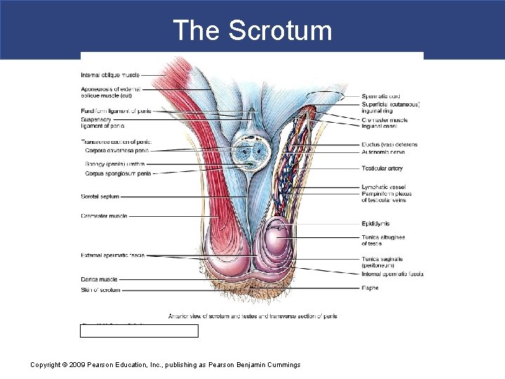 The Scrotum Copyright © 2009 Pearson Education, Inc. , publishing as Pearson Benjamin Cummings