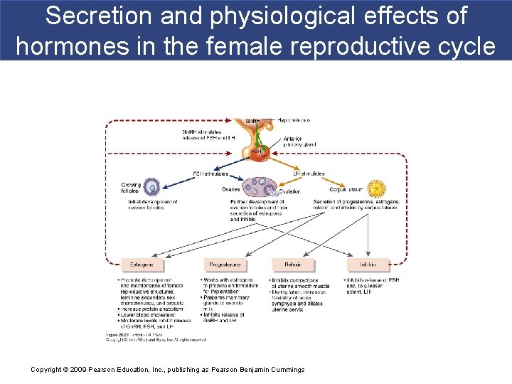 Secretion and physiological effects of hormones in the female reproductive cycle Copyright © 2009