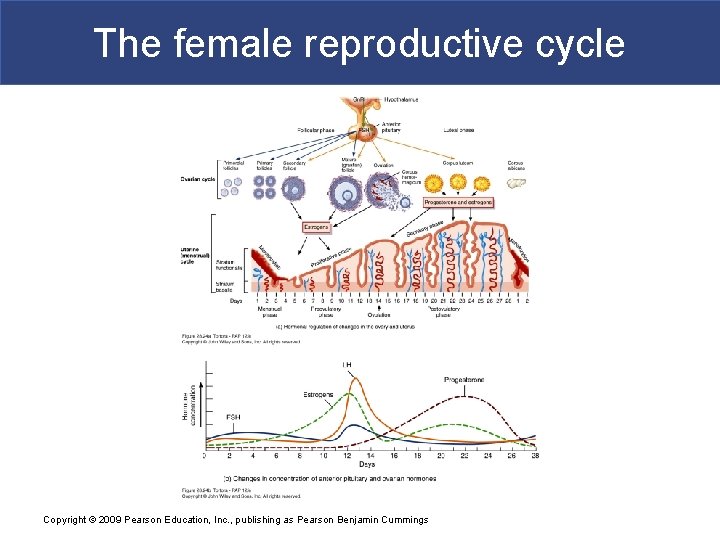 The female reproductive cycle Copyright © 2009 Pearson Education, Inc. , publishing as Pearson