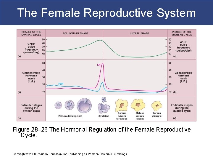 The Female Reproductive System Figure 28– 26 The Hormonal Regulation of the Female Reproductive