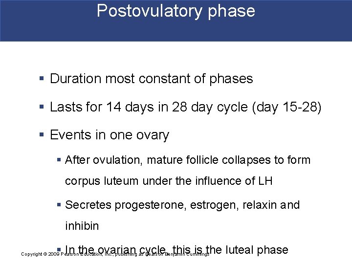 Postovulatory phase § Duration most constant of phases § Lasts for 14 days in