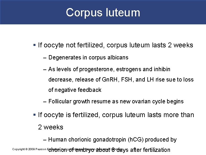 Corpus luteum § If oocyte not fertilized, corpus luteum lasts 2 weeks – Degenerates