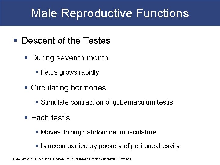 Male Reproductive Functions § Descent of the Testes § During seventh month § Fetus