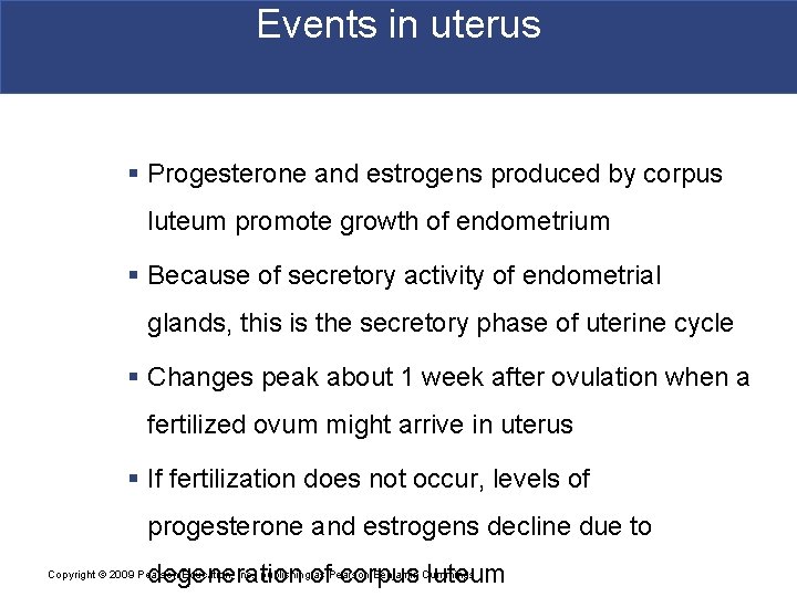 Events in uterus § Progesterone and estrogens produced by corpus luteum promote growth of