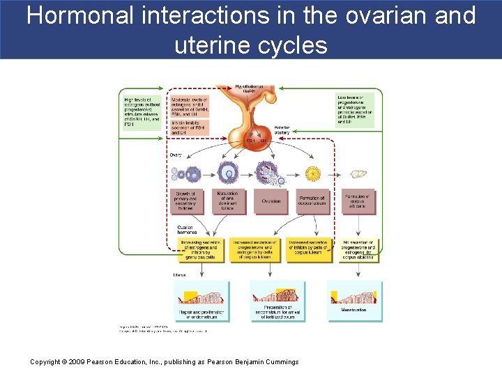 Hormonal interactions in the ovarian and uterine cycles Copyright © 2009 Pearson Education, Inc.