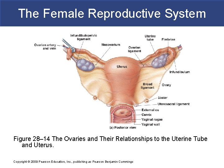 The Female Reproductive System Figure 28– 14 The Ovaries and Their Relationships to the