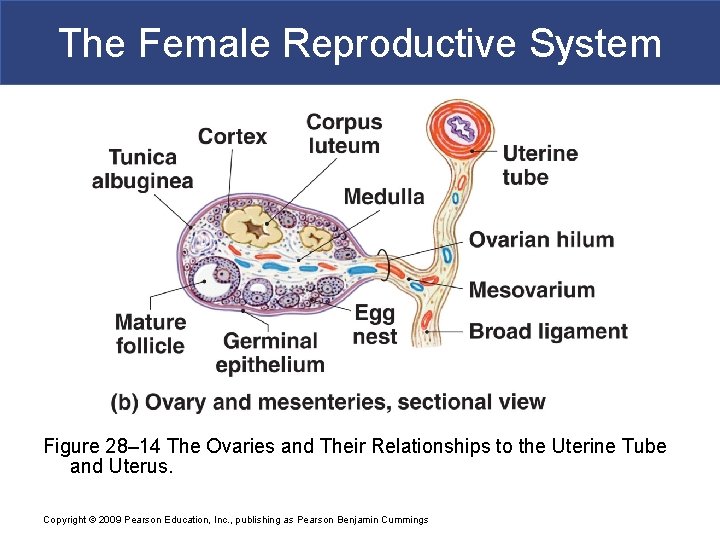 The Female Reproductive System Figure 28– 14 The Ovaries and Their Relationships to the