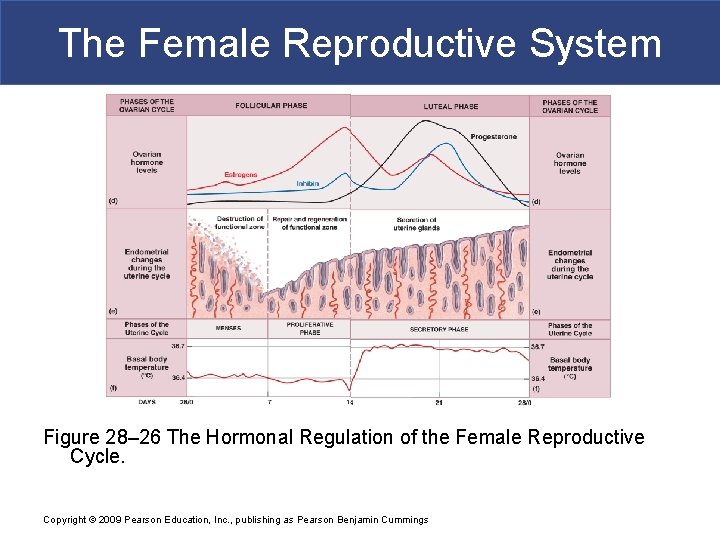 The Female Reproductive System Figure 28– 26 The Hormonal Regulation of the Female Reproductive