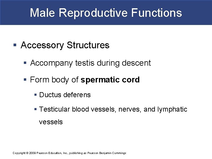 Male Reproductive Functions § Accessory Structures § Accompany testis during descent § Form body