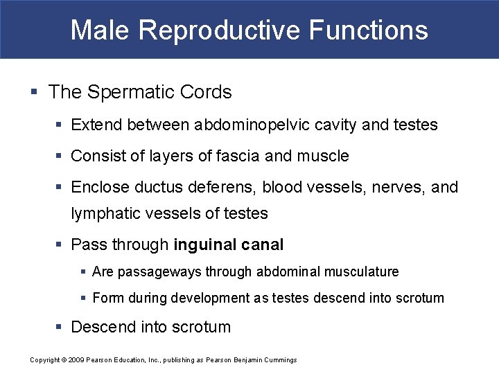 Male Reproductive Functions § The Spermatic Cords § Extend between abdominopelvic cavity and testes