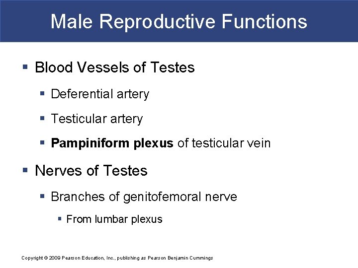 Male Reproductive Functions § Blood Vessels of Testes § Deferential artery § Testicular artery