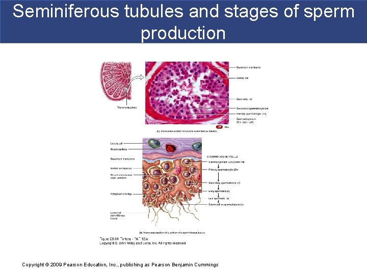 Seminiferous tubules and stages of sperm production Copyright © 2009 Pearson Education, Inc. ,